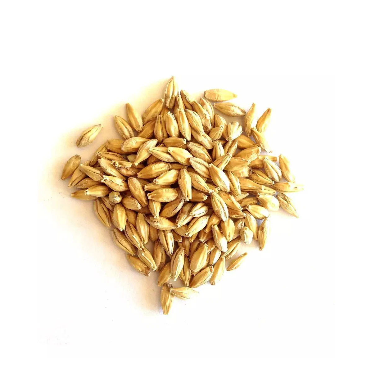 Barley Grain / Barley Malt Grain / Hulled Barley Grain At Competitive Price