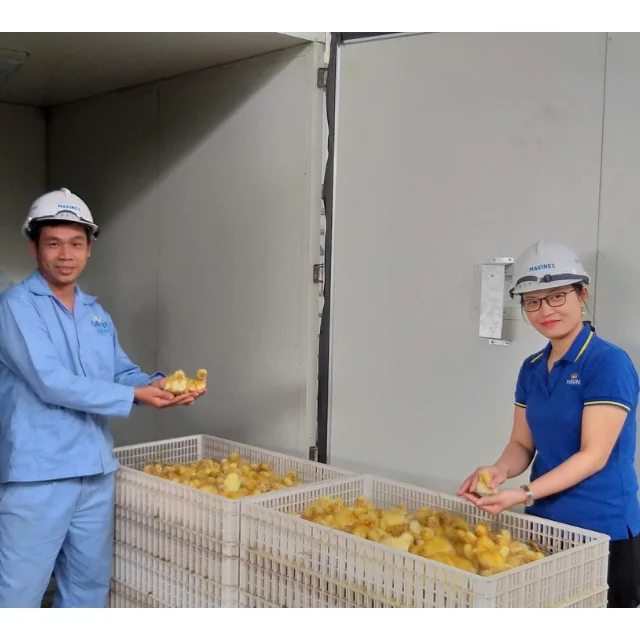 Best Sale Chicken Egg Incubators Automatic Hatching Machine Eggs Hatcher Incubator Eggs Automatic From Vietnam Manufacturer
