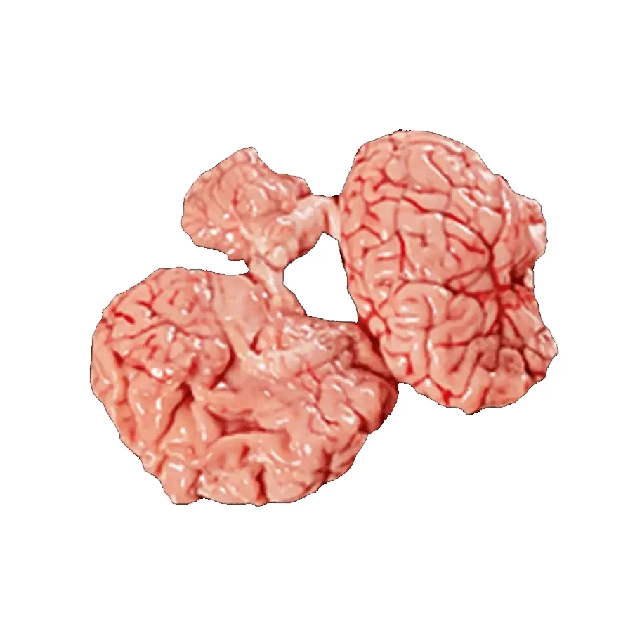 low price Healthy Beef Brain Premium Quality  High Quality Beef Brain Customer Demand Best Price