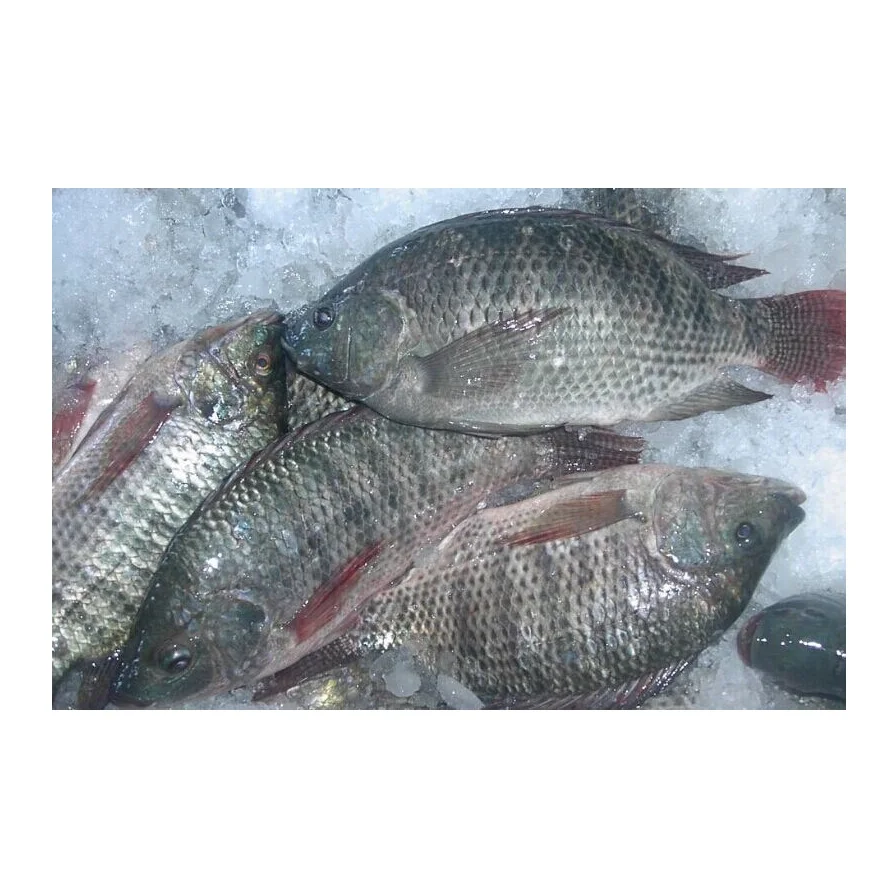 Cheapest Price Saefood Supplier Bulk Frozen Fish Tilapia | Whole Red Tilapia Fish With Fast Delivery