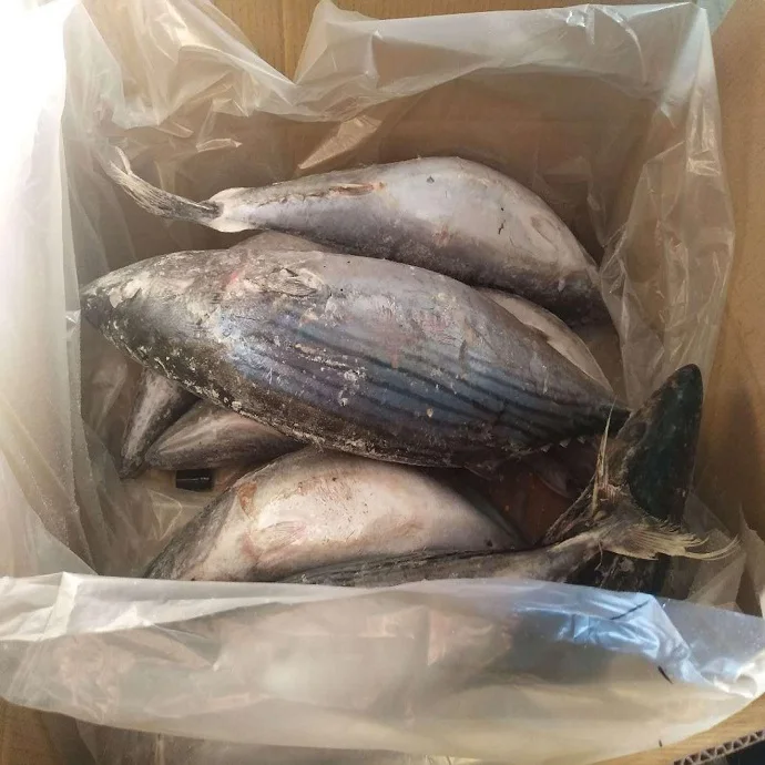 Frozen Tuna Fish for Sale  (Individually Quick Frozen)