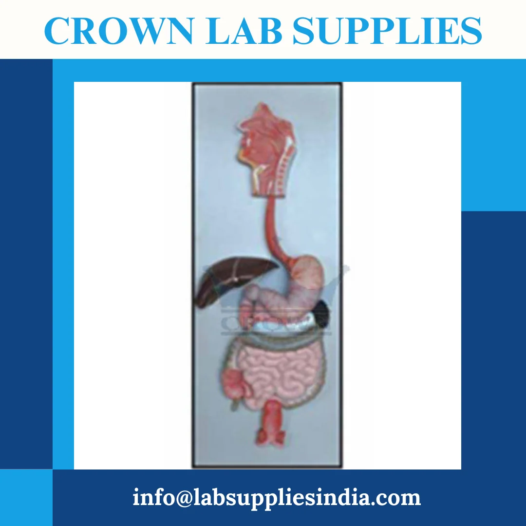 Ready to Ship Human Digestive System Model with Natural Human Digestive System For Sale By Indian Exporters