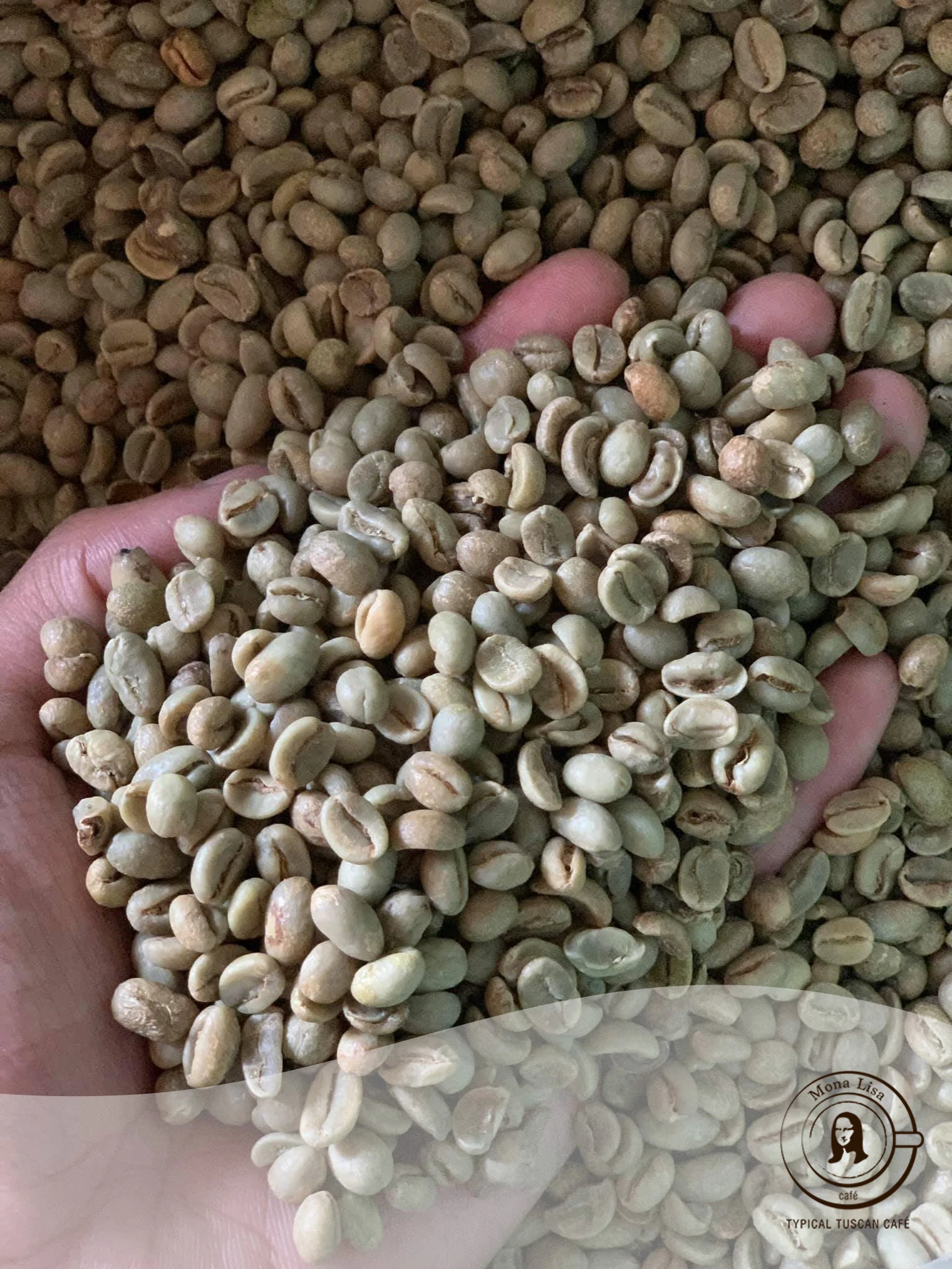 Оптовая продажа высококачественные вьетнамские зеленые кофейные зерна robusta жареные в джутовом пакете 60 кг