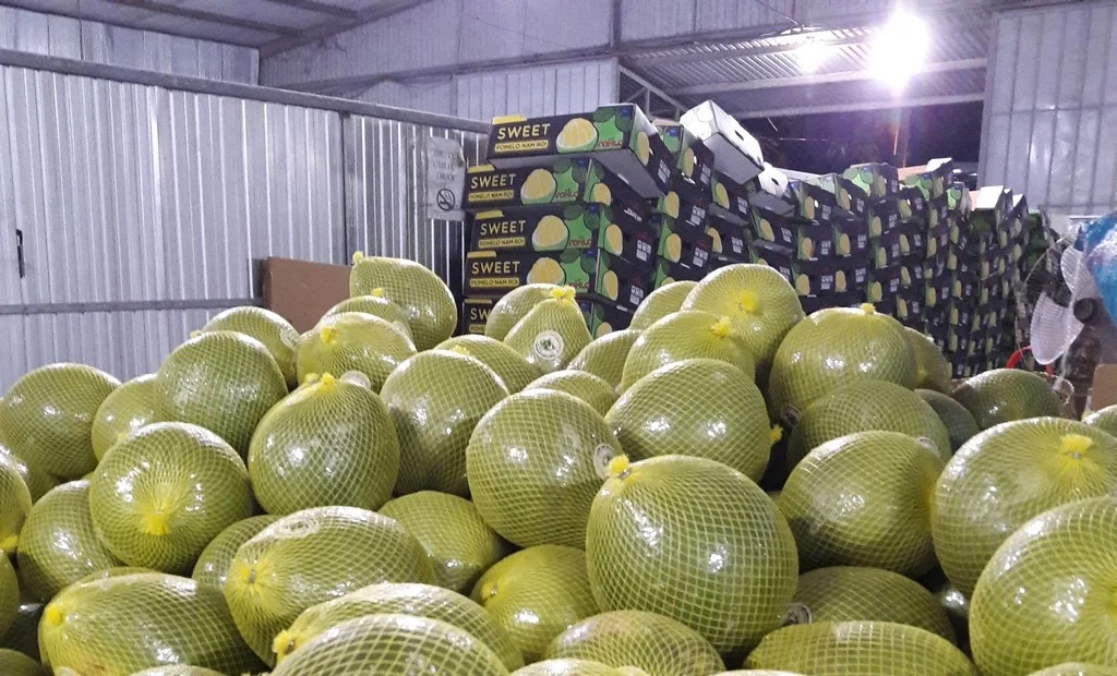 Pomelo Manufacture- Top 1 Fruit Exporter- V.A.F Vietnamese Agriculture Food Company