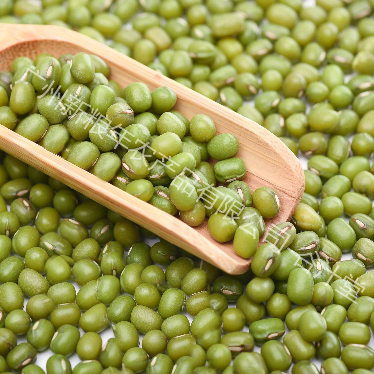 High quality, affordable plump mung beans wholesale stock