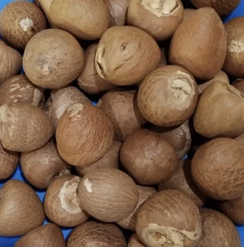 Best Selling Export Quality Areca Whole Betel Nut High Quality Betel Nuts Products From Thailand