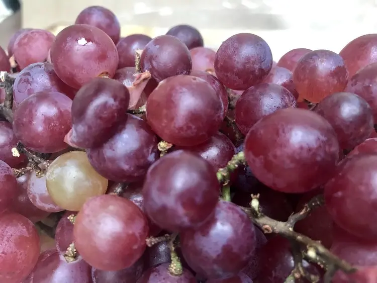 Sweet juicy green seedless grapes for sale