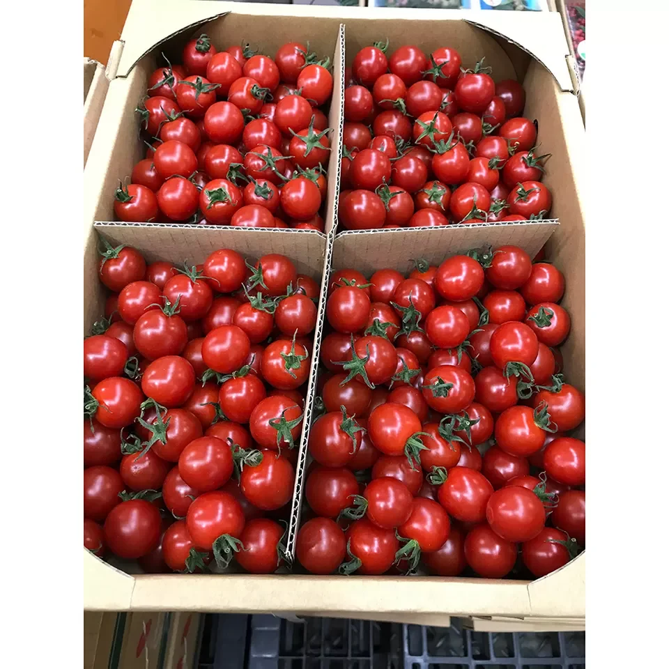 Fresh Tomatoes Red Green Cherry Style Organic Tomatoes Red Color Cardboard Boxes Plastic Crates Top Quality Tomatoes