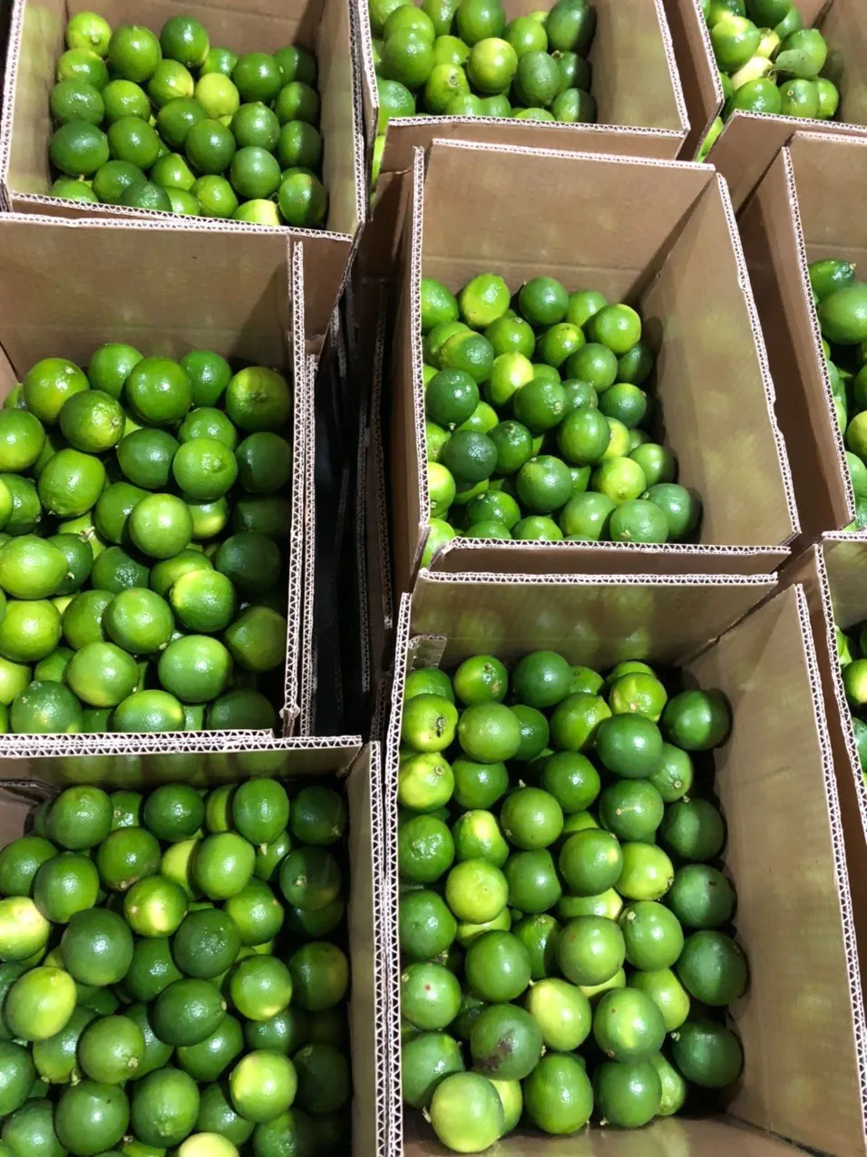 Wholesale price lemon fresh fruit fresh lemon for sale  Green Sour Taste Seedless Lemon Lime From Vietnam