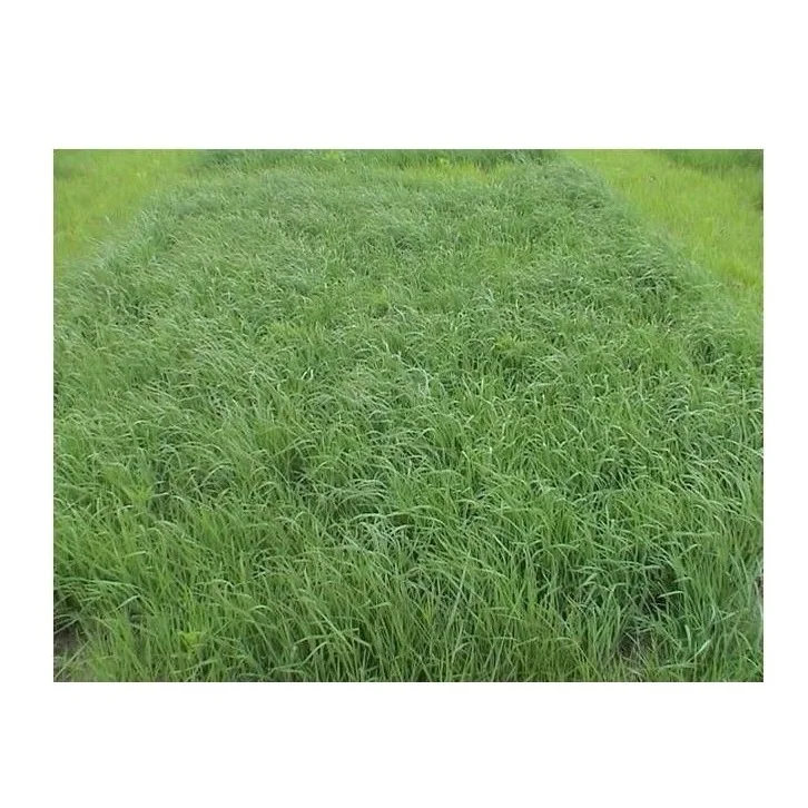 Quality Alfalfa Hay,Timothy Hay and Orchard Grass Hay Now in Stock.