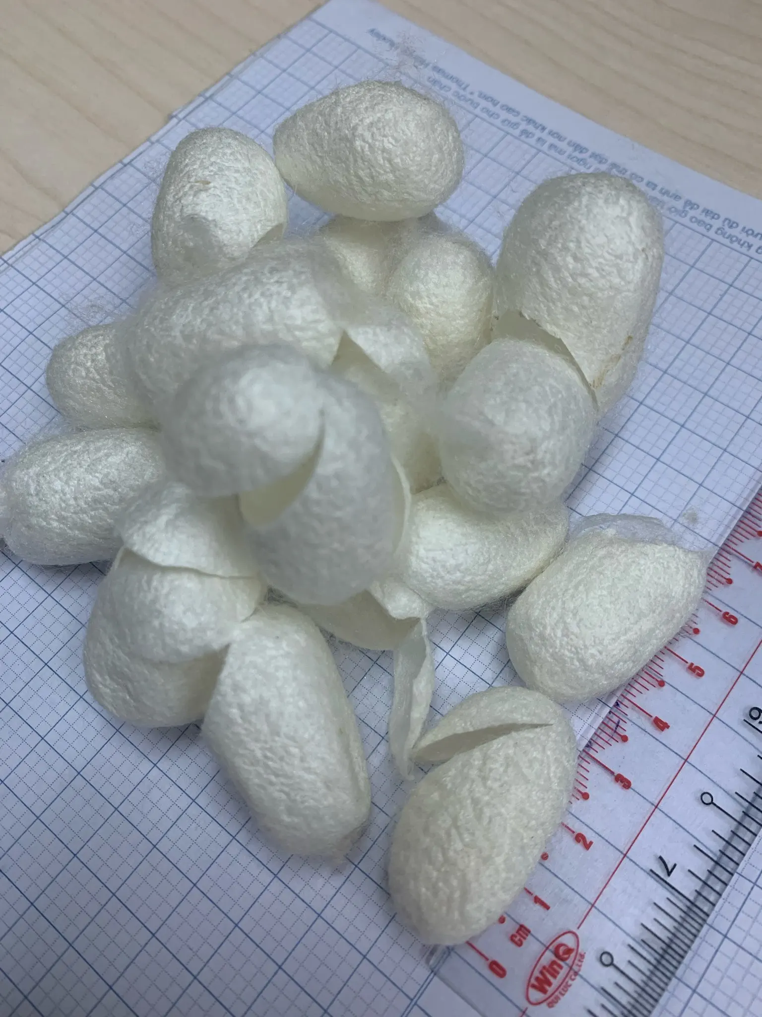 NATURAL CUT SILK COCOON FROM VIETNAM HIGH QUALITY BEST PRICE // MS.KARINA +84 39 979 4665
