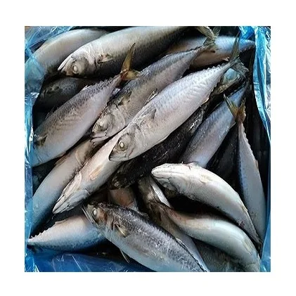 Wholesale Cheap Price Best Quality Atlantic Mackerel fish For Sale Worldwide Exports
