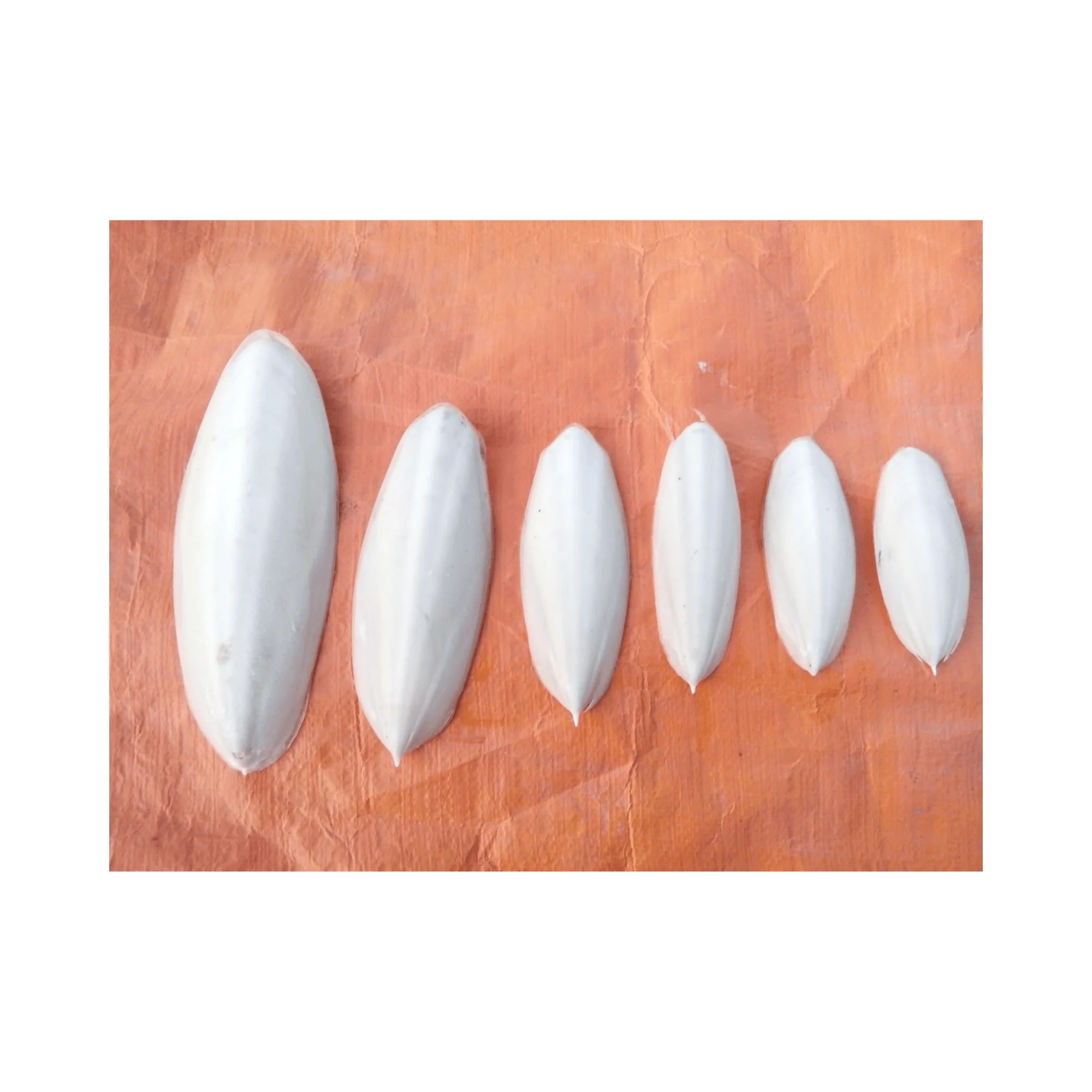 Dried Cuttlebone for bird / Cuttlebone Material supply in bulk Wholesales High quality and competitive price from 99GD