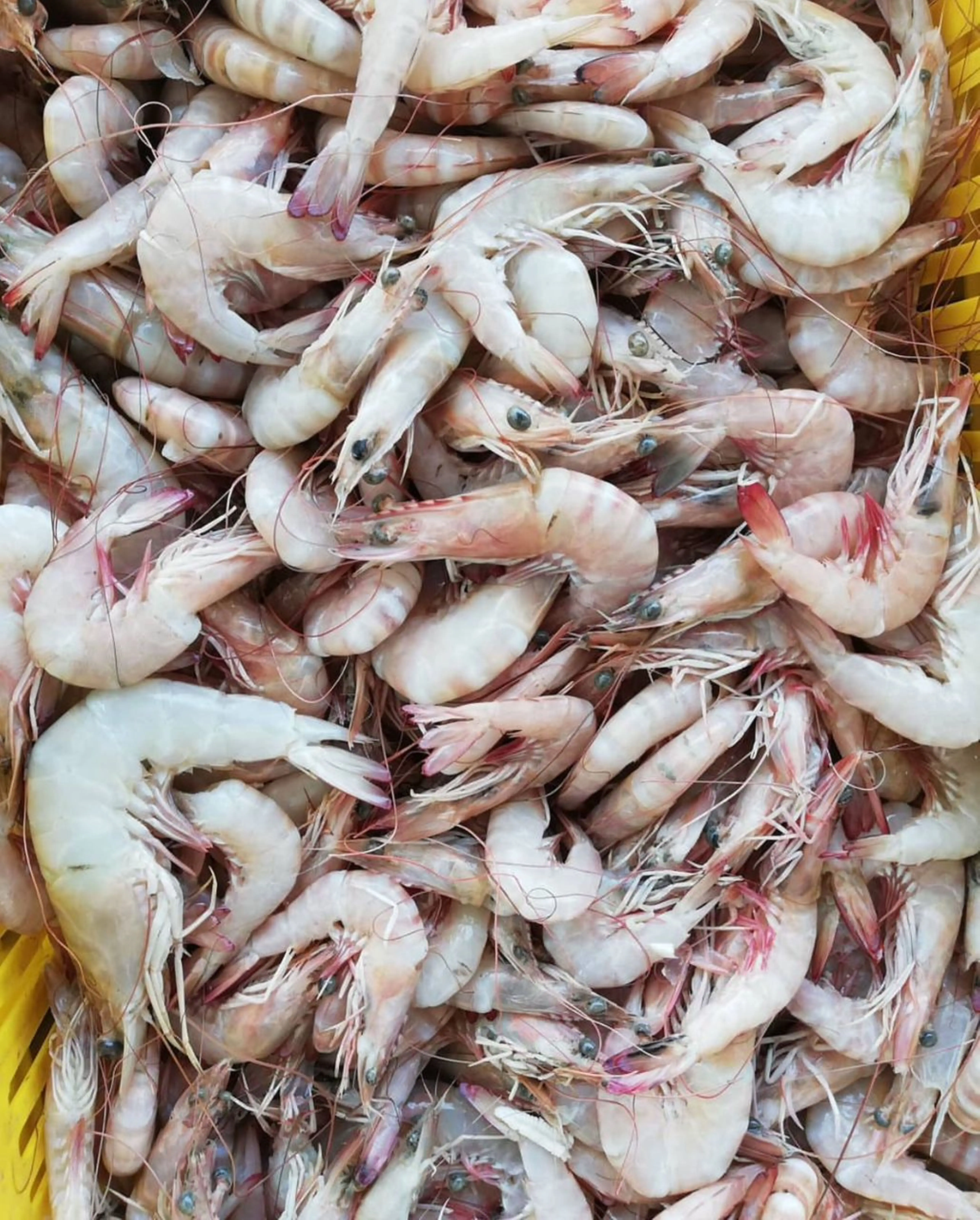 BEST QUALITY VANNAMEI SHRIMP AVAILABLE FOR SALE