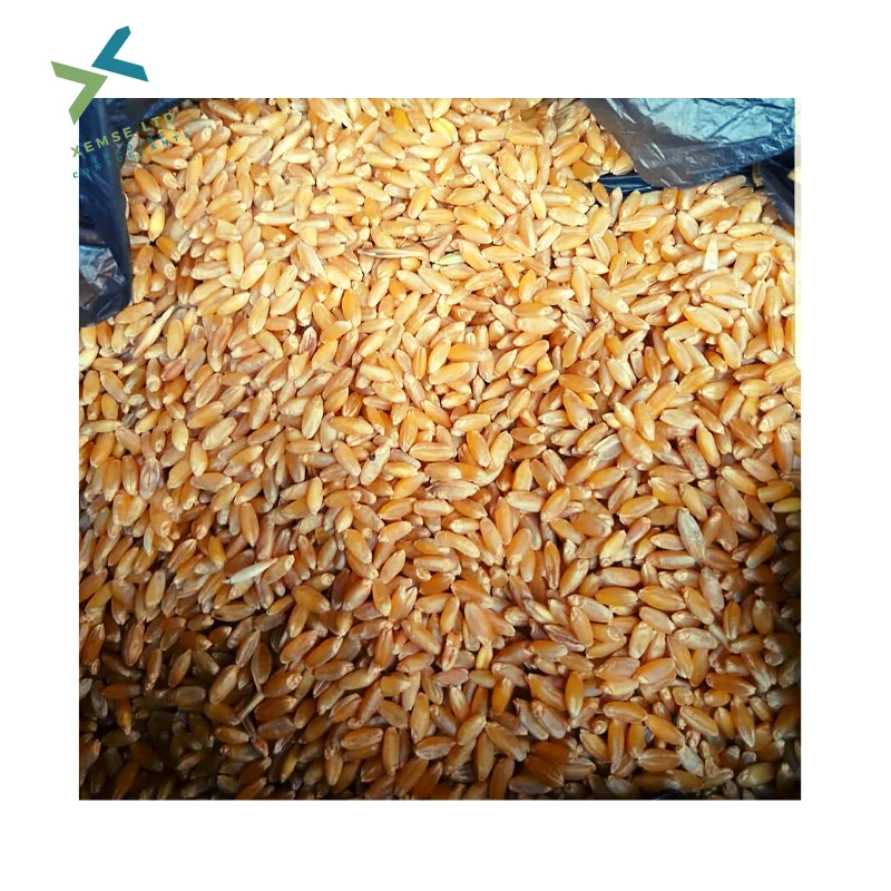 Pre-cleaned Durum Wheat /Pasta Wheat Canada Supplier / Wheat Bran Animal Feed Available