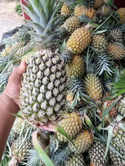 Best-Fresh-Pineapple.jpg