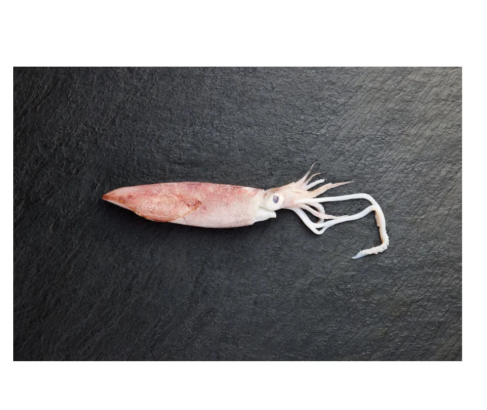 Buy Affordable Whole Frozen Squid at Unbeatable Low Prices Perfect for Cooking Delicious Seafood Dishes Today