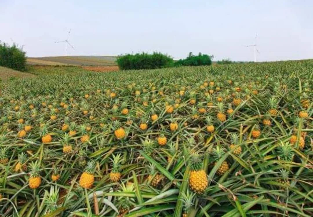 Reasonable Price Excellent Quality Mexico Non GMO Farm Golden MD2 Pineapple