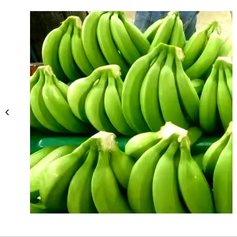 CHEAPEST BANANA GUARANTEED - Fresh Long Green Cavendish Banana Export 100% Free tax worldwide - No.1 Quality