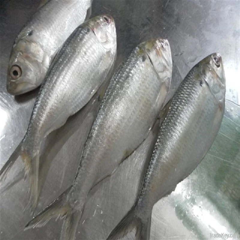 frozen_fish_128.jpg
