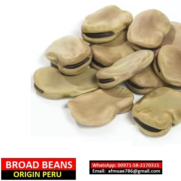 Broad Beans,  Canned Broad Beans