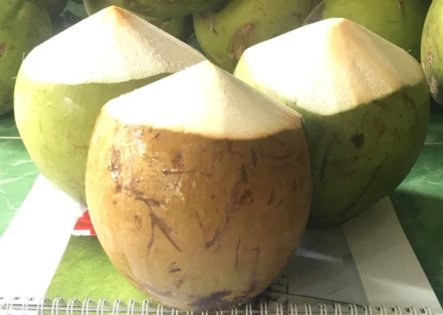 Low Price Young Coconut Pulp and Shell Part Hat Cut Shape Coconut Fresh Young Coconut Without Top Cover Exporter from Vietnam