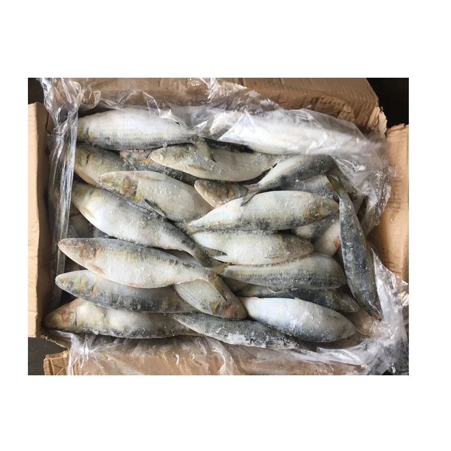 Оптовый дилер и поставщик морепродуктов Bqf целая круглая Сардина лучшее качество лучшая заводская цена оптом купить онлайн