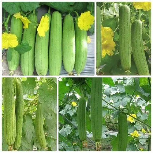 High Quality Luffa Aegyptiaca / Sponege Gourd Vegetable Soup Origin Viet Nam