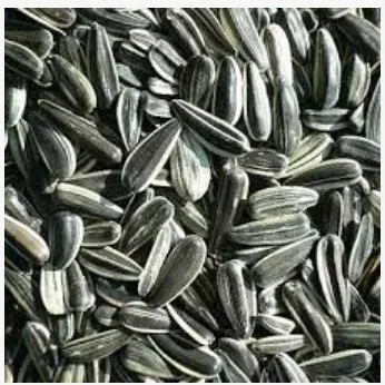 Premium Grade Quality Sunflower seed Beans