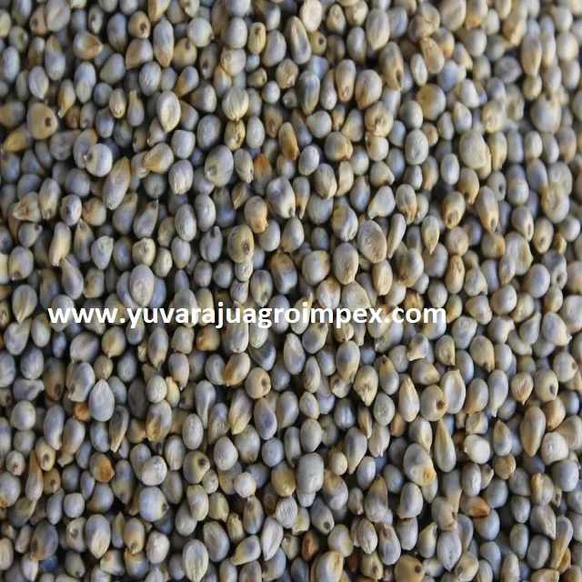Indian Authentic Drying  Sajje / Kambu / Bajeer Millet with superior taste at lowest price from Exporters in India