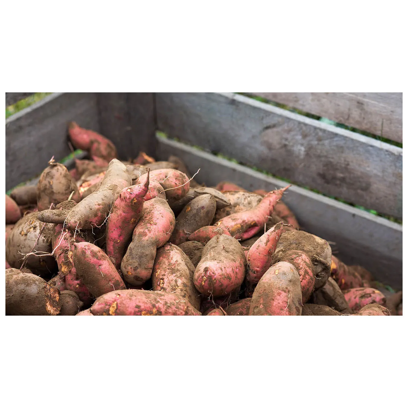 FRESH SWEET POTATO HIGH QUALITY HIGH PRICE  New Crop Yellow Fresh Potato Sweet Potatoes Wholesale High Quality Export