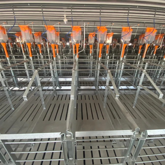 Gestation cage Gestation crate  Stainless Steel  From Asia Manufacturer High Quality