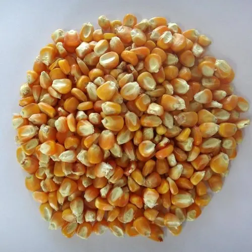 Top Selling Non GMO Yellow Maize Corn/ Yellow Corn & White Corn/Air Dried Yellow Maize Corn for Sale