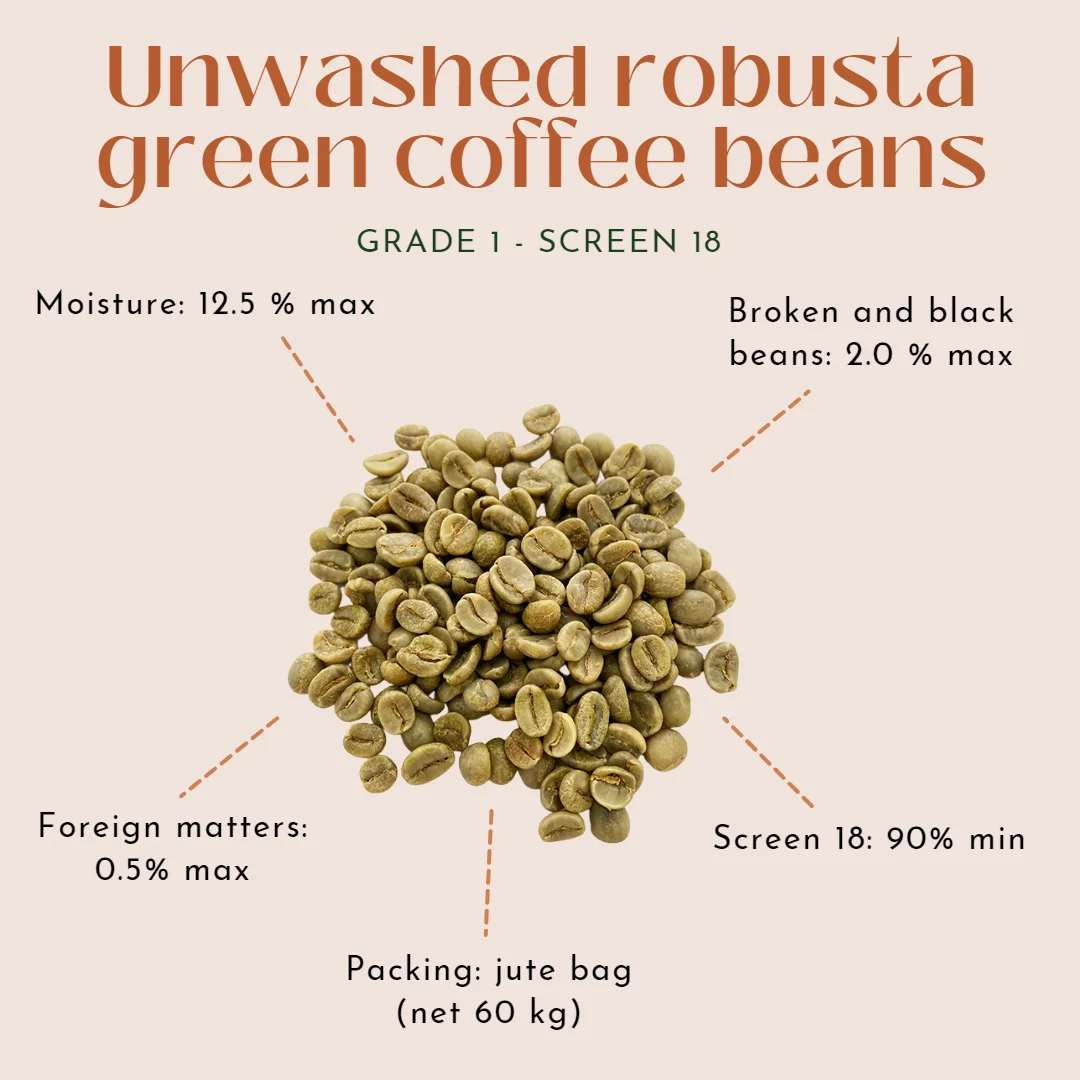 Vietnam 100% Natural Robusta Green Coffee Bean Whole Sale Price Vietnam Green Coffee Bean Attractive Flavor Vietnam Manufacturer