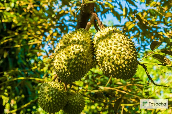 CUSTOMIZED BRAND RI6 DURIAN FOR EXPORT SO FRESH PREMIUM QUALITY FRESH WHOLE PIECE /FROZEN PULP DURIAN FRUIT MONTHONG CHEAP