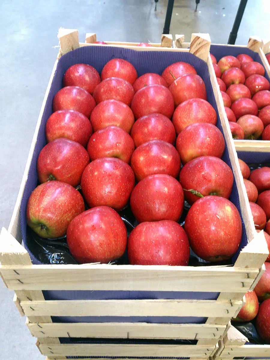 Fresh Fuji Sweet Apple