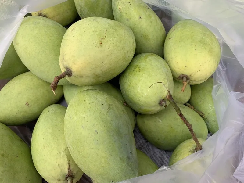 TOP SELLER PRODUCT HOA LOC MANGO FROM VIET NAM EXPORT GRADE