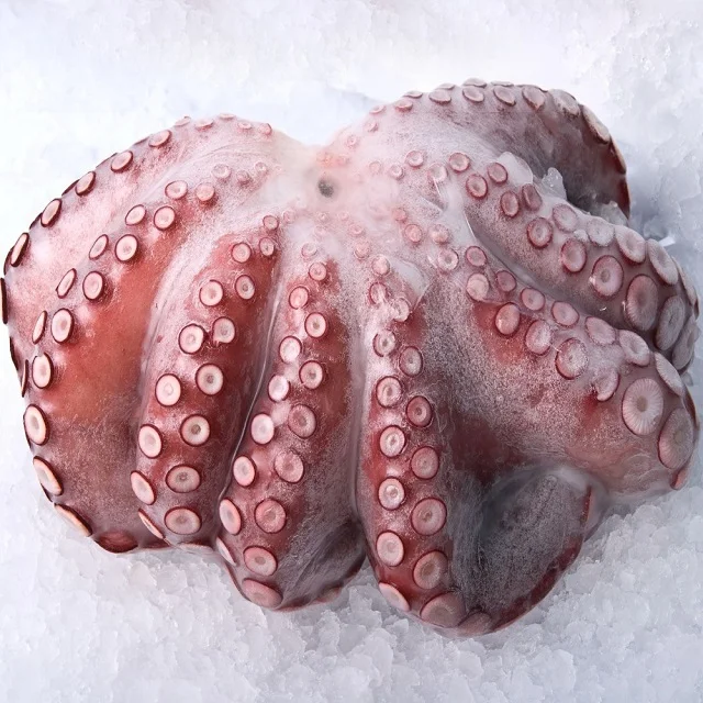 Good price fresh Frozen Whole round baby octopus
