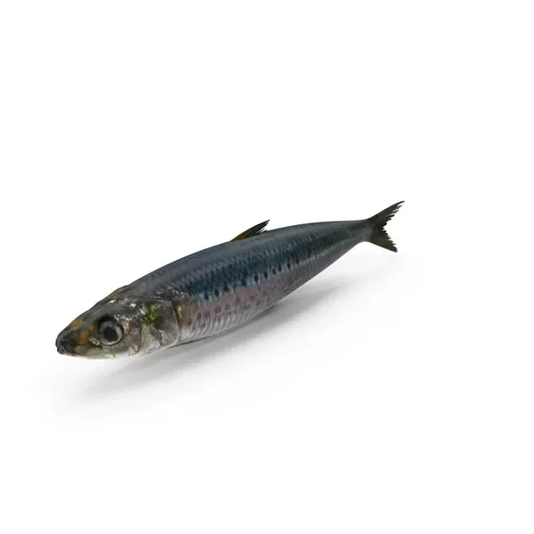 Best Seafood with Fresh Frozen Sardine Fish Price Frozen Sardine for sale