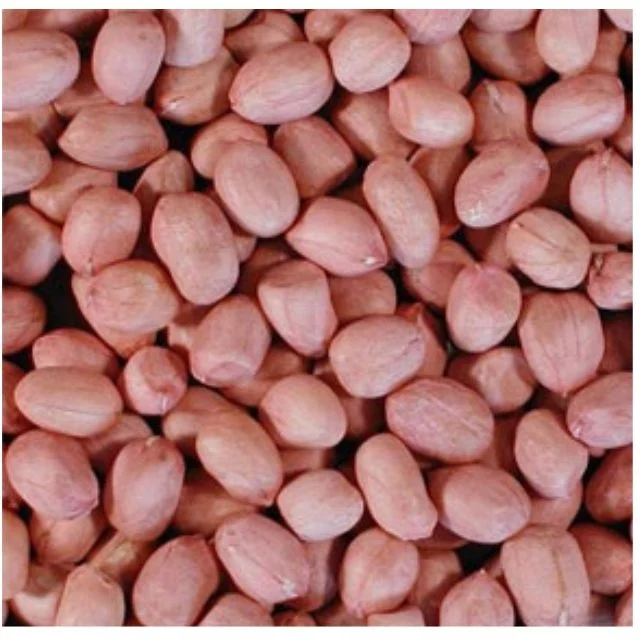 JAVA GROUNDNUT INDIA GREAT QUALITY OF GROUND NUT OFFER PRICE