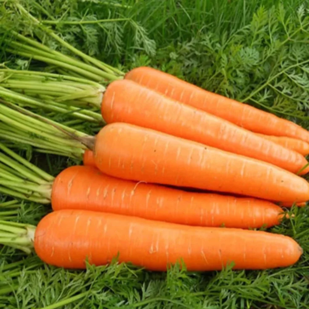 2 Months Shelf Life Umbelliferous Vegetables Natural Carton PP Packing Cooking Fresh Carrot From Vietnam
