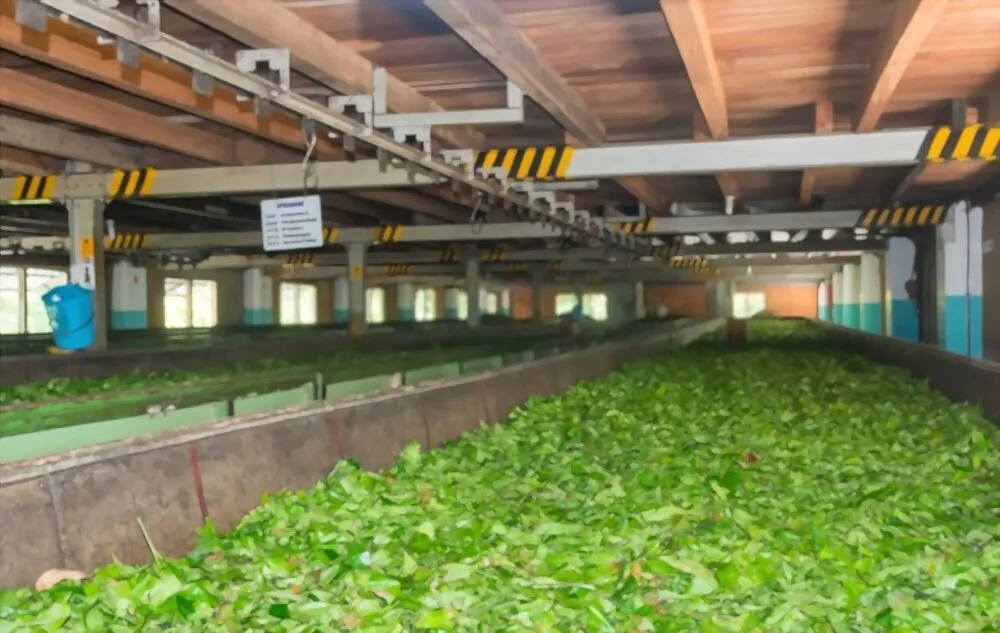 100% Natural Fresh Tea Ingredients Vacuum Dry Stir-Fried Loose Tea With OEM Service From Vietnam For Export