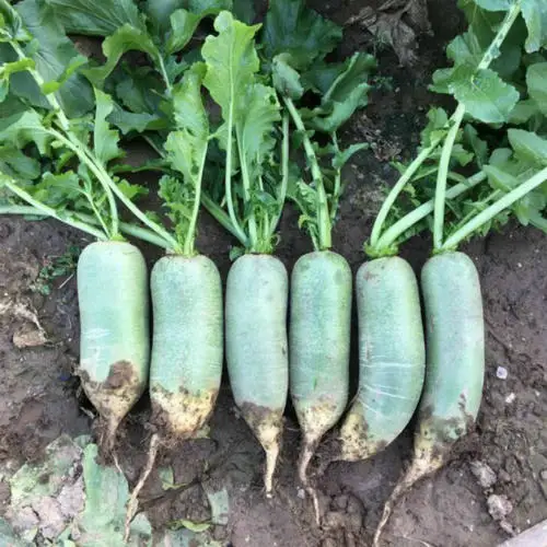 Chinese factory supply Fresh organic vegetables Radish White Green radish wholesale