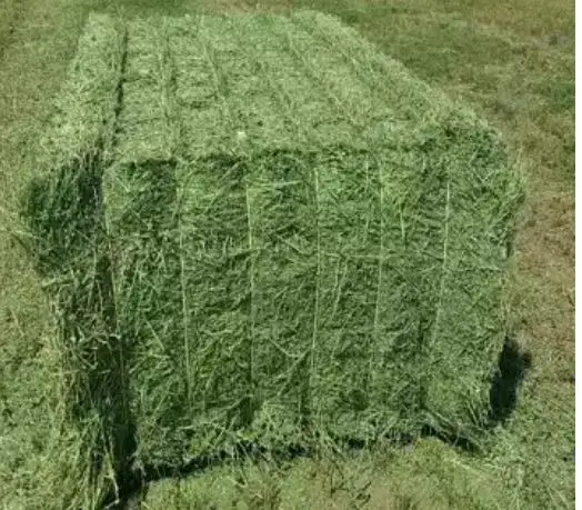High Grade Alfalfa Hay Bales for animal feeds