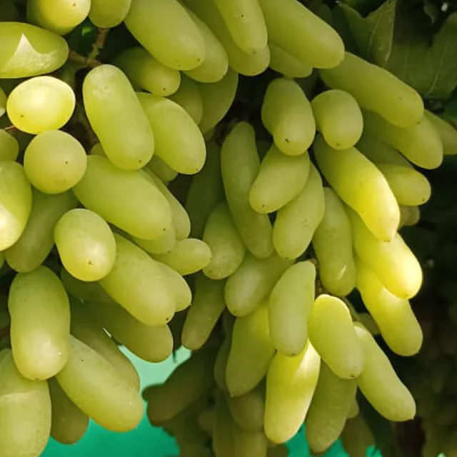 Best Quality Sweet Fresh Grapes Available at Wholesale Price from India