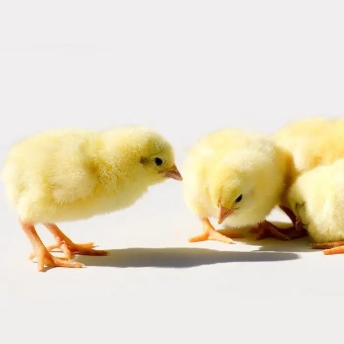 Commercial Day Old Broilers Ross 308 | Ross 308 Broiler Chicks For Sale | Vaccinated Ross 308 Broiler Chicks