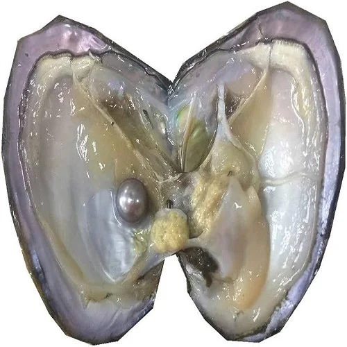 Oysters 01.jpg
