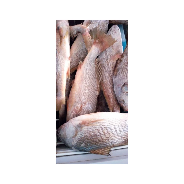 Hot Sale Good Price Wholesale Fish Shishamo Freeze Capelines Frozen Croaker Fish For Sale