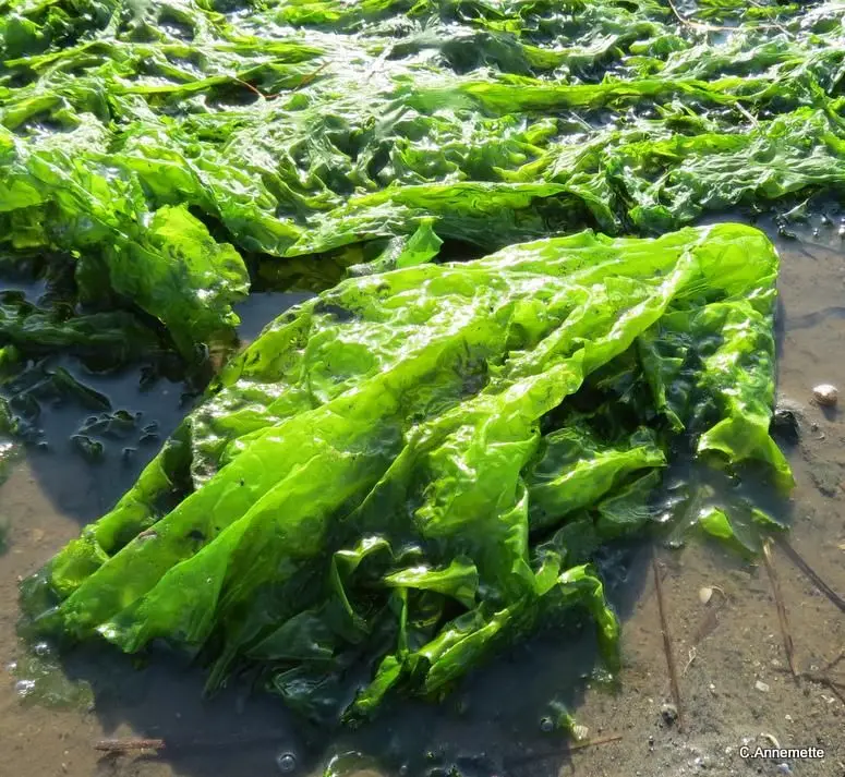 Exuding a fresh breath bagged sea lettuce green Ulva Lactuca NORI with favorable price Akina