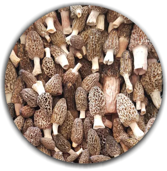 Fresh Morchella conica (Morells mushroom) small size
